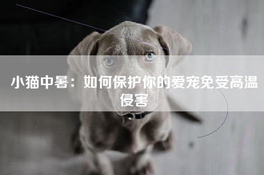 小猫中暑：如何保护你的爱宠免受高温侵害