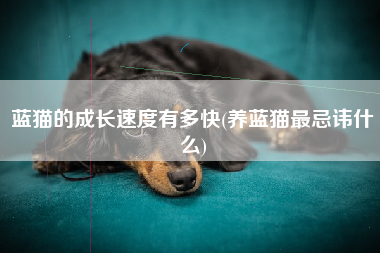 蓝猫的成长速度有多快(养蓝猫最忌讳什么)