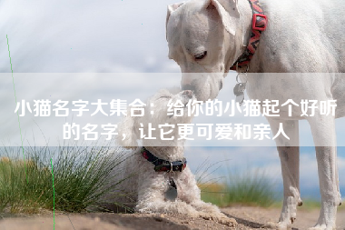 小猫名字大集合：给你的小猫起个好听的名字，让它更可爱和亲人