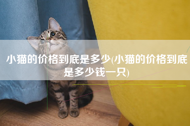 小猫的价格到底是多少(小猫的价格到底是多少钱一只)