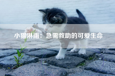 小猫淋雨：急需救助的可爱生命