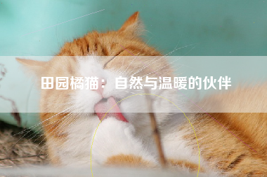 田园橘猫：自然与温暖的伙伴