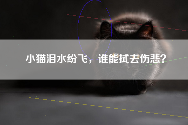 小猫泪水纷飞，谁能拭去伤悲？