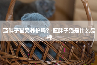 蓝胖子猫易养护吗？;蓝胖子猫是什么品种