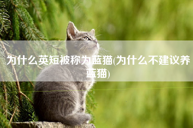 为什么英短被称为蓝猫(为什么不建议养蓝猫)