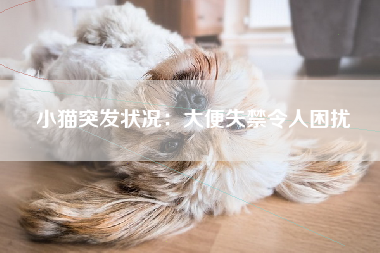 小猫突发状况：大便失禁令人困扰