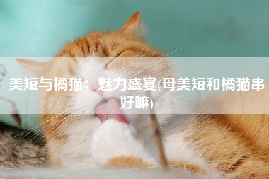 美短与橘猫：魅力盛宴(母美短和橘猫串好嘛)