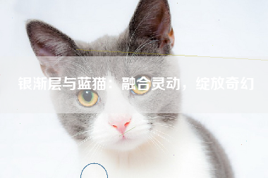 银渐层与蓝猫：融合灵动，绽放奇幻