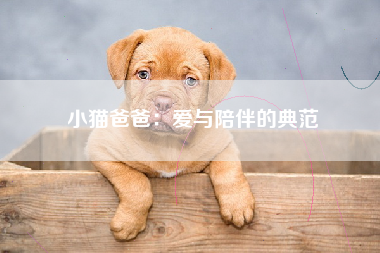 小猫爸爸：爱与陪伴的典范