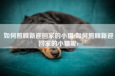 如何照顾新迎回家的小猫(如何照顾新迎回家的小猫呢)