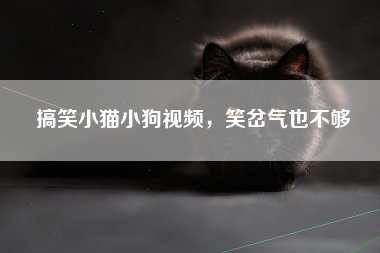 搞笑小猫小狗视频，笑岔气也不够