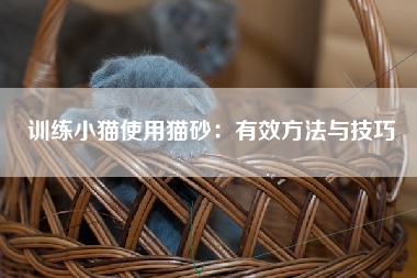 训练小猫使用猫砂：有效方法与技巧