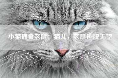 小猫捕食老鼠：猫儿，老鼠逃脱无望