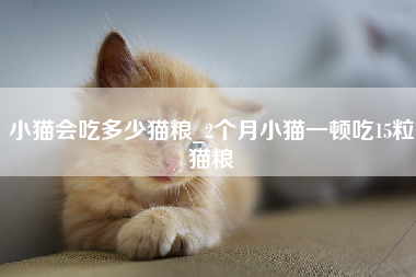 小猫会吃多少猫粮_2个月小猫一顿吃15粒猫粮