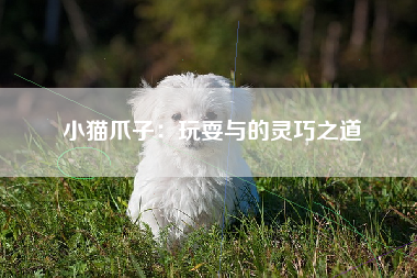 小猫爪子：玩耍与的灵巧之道