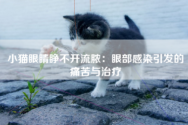 小猫眼睛睁不开流脓：眼部感染引发的痛苦与治疗