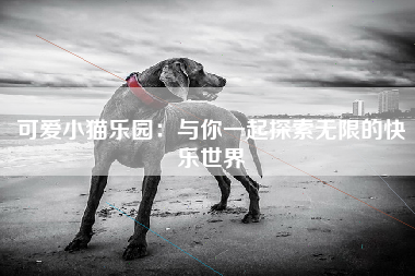 可爱小猫乐园：与你一起探索无限的快乐世界