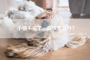 小猫不见了，应该怎么办？