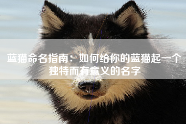 蓝猫命名指南：如何给你的蓝猫起一个独特而有意义的名字