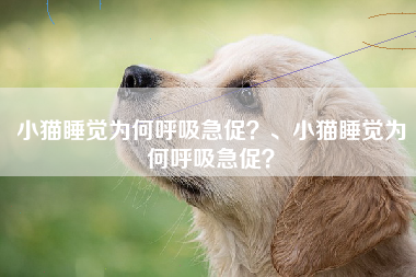 小猫睡觉为何呼吸急促？、小猫睡觉为何呼吸急促？