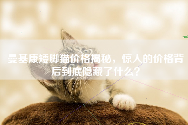 曼基康矮脚猫价格揭秘，惊人的价格背后到底隐藏了什么？