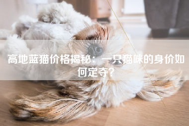 高地蓝猫价格揭秘：一只猫咪的身价如何定夺？