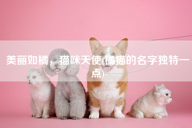 美丽如橘，猫咪天使(橘猫的名字独特一点)