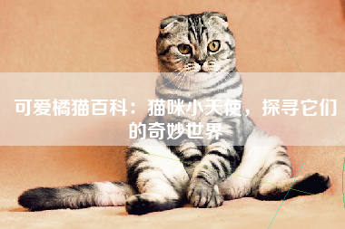 可爱橘猫百科：猫咪小天使，探寻它们的奇妙世界