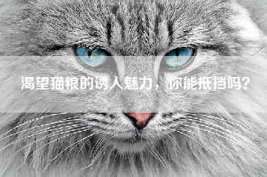 渴望猫粮的诱人魅力，你能抵挡吗？