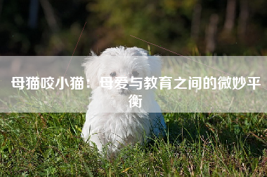 母猫咬小猫：母爱与教育之间的微妙平衡