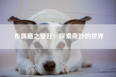 布偶猫之爱好：探索奇妙的世界