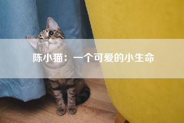 陈小猫：一个可爱的小生命