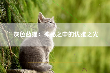 灰色蓝猫：神秘之中的优雅之光