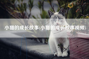 小猫的成长故事(小猫的成长故事视频)