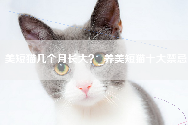 美短猫几个月长大？_养美短猫十大禁忌