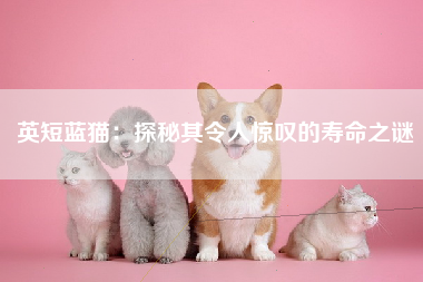 英短蓝猫：探秘其令人惊叹的寿命之谜