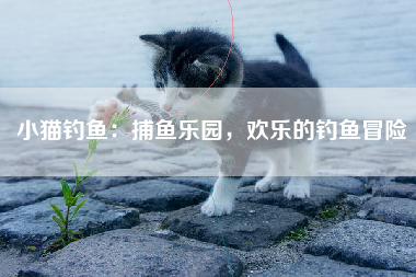 小猫钓鱼：捕鱼乐园，欢乐的钓鱼冒险