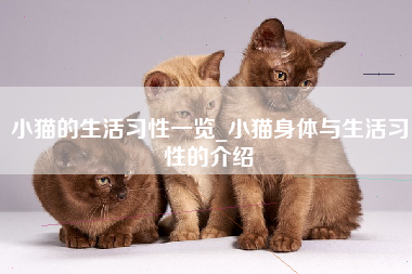 小猫的生活习性一览_小猫身体与生活习性的介绍