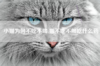 小猫为何不吃不喝;猫不吃不喝吃什么药