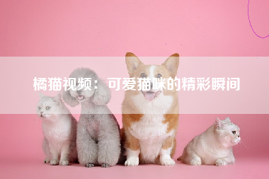 橘猫视频：可爱猫咪的精彩瞬间