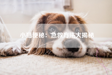 小猫便秘：急救方法大揭秘