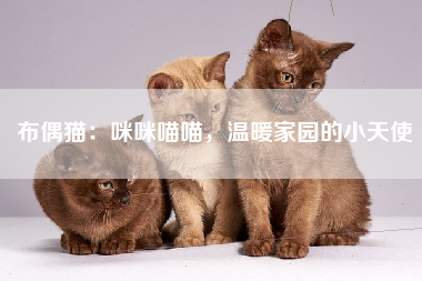 布偶猫：咪咪喵喵，温暖家园的小天使