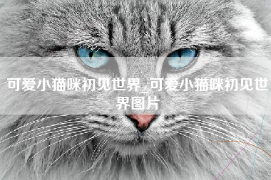 可爱小猫咪初见世界_可爱小猫咪初见世界图片