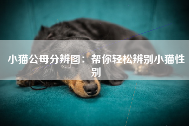 小猫公母分辨图：帮你轻松辨别小猫性别