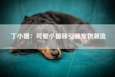 丁小猫：可爱小猫咪引领宠物潮流