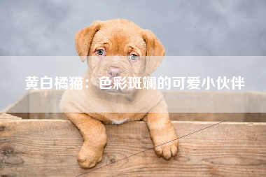 黄白橘猫：色彩斑斓的可爱小伙伴