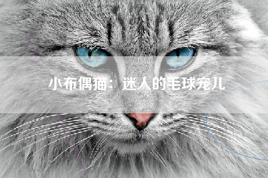 小布偶猫：迷人的毛球宠儿