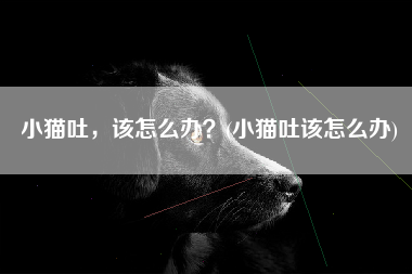 小猫吐，该怎么办？(小猫吐该怎么办)