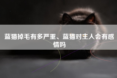 蓝猫掉毛有多严重、蓝猫对主人会有感情吗