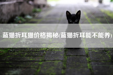 蓝猫折耳猫价格揭秘(蓝猫折耳能不能养)